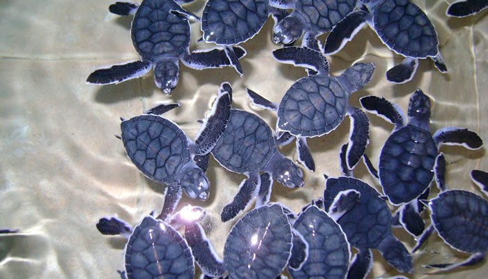 Isla Mujeres Turtle Sanctuary - Casa de los Sueños
